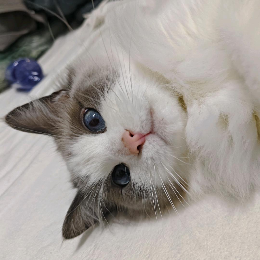 神说要有小黎🍬