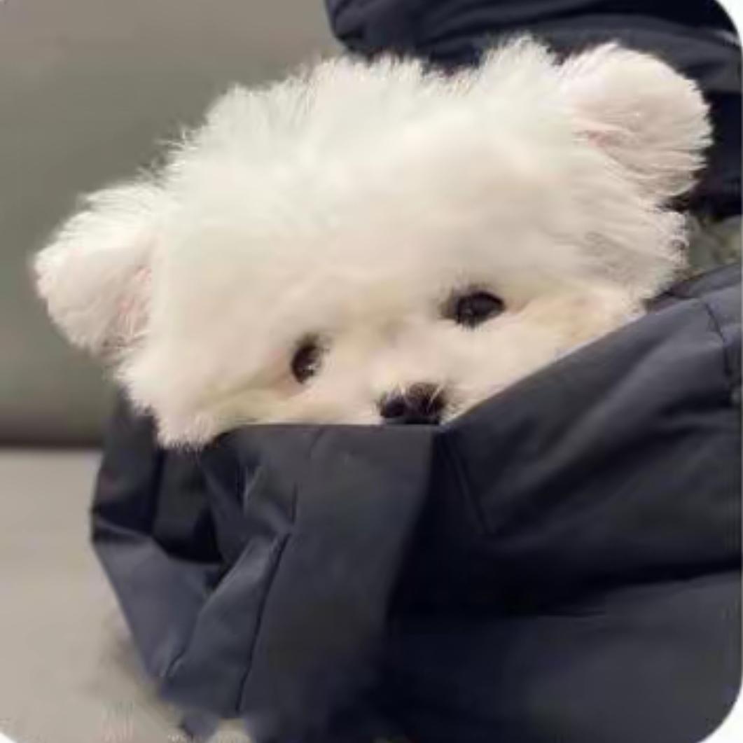 爱吃山楂片的小熊