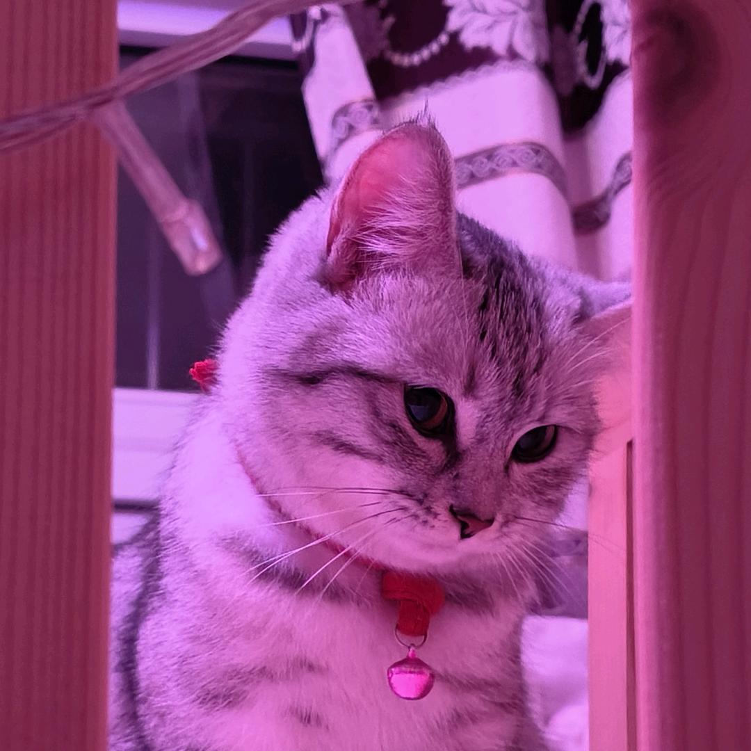 🌸玫玫