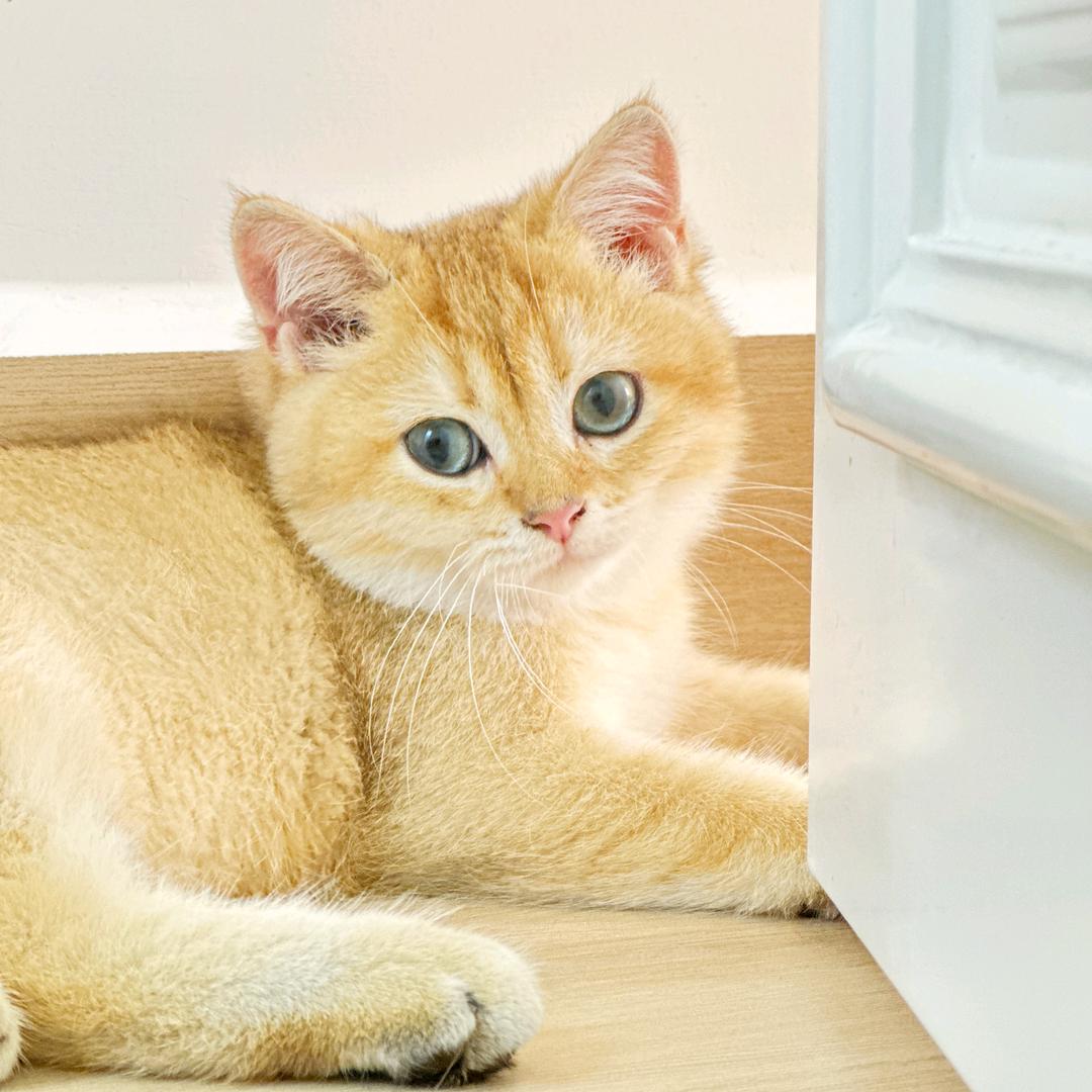 泡芙芙芙芙芙猫儿咪