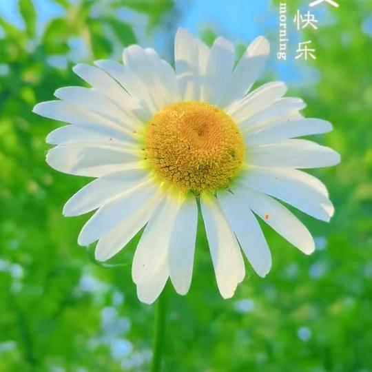 堇年