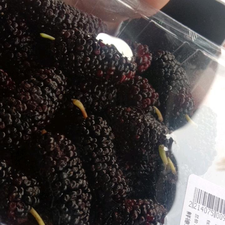 疫情方案人生西红柿止疼胰腺炎