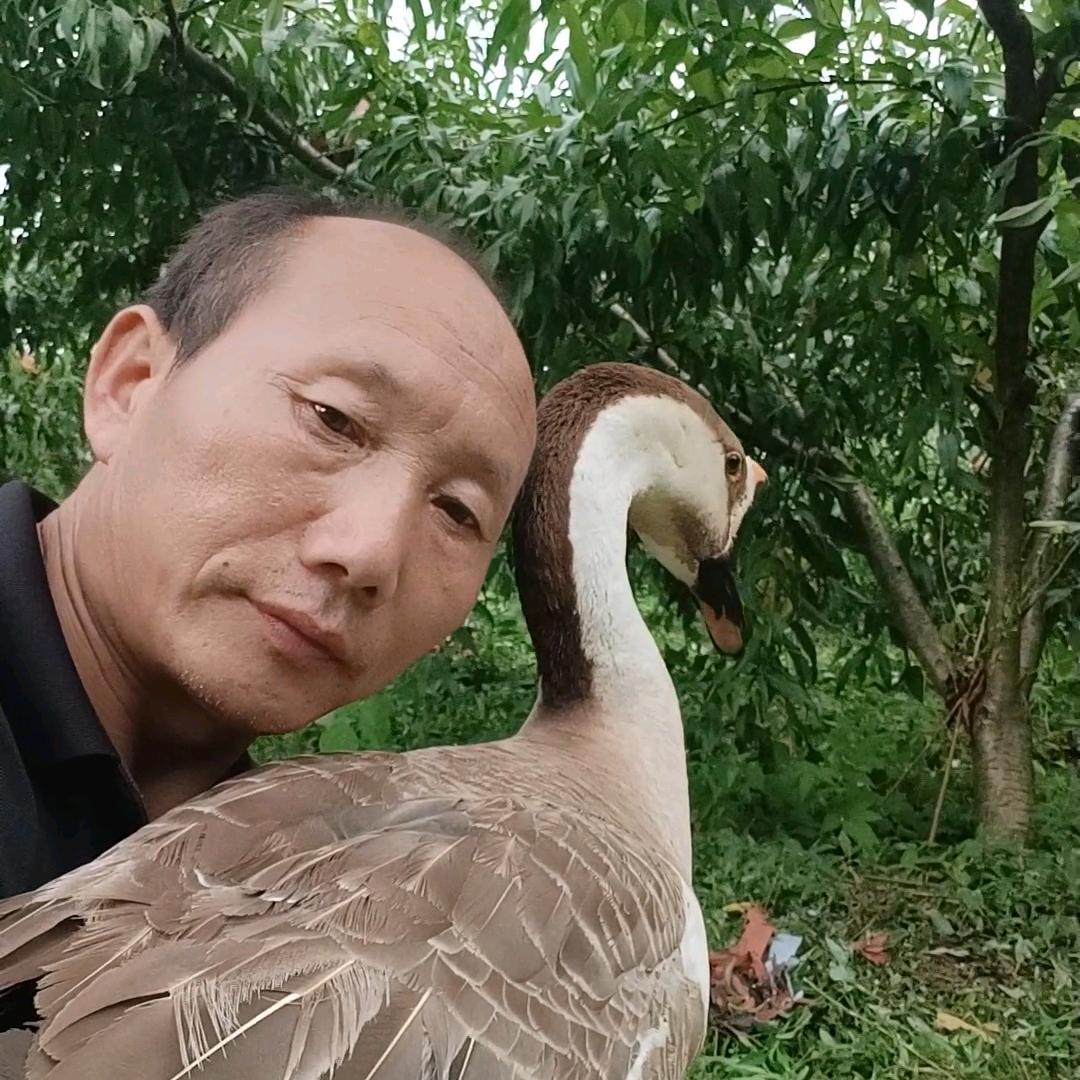 谢大火