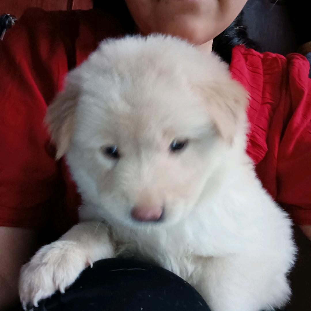 家有土松犬
