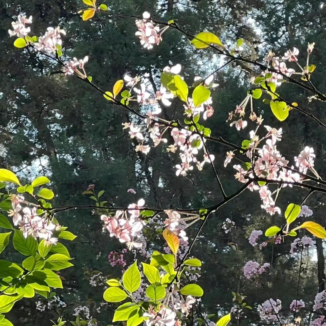 🌸