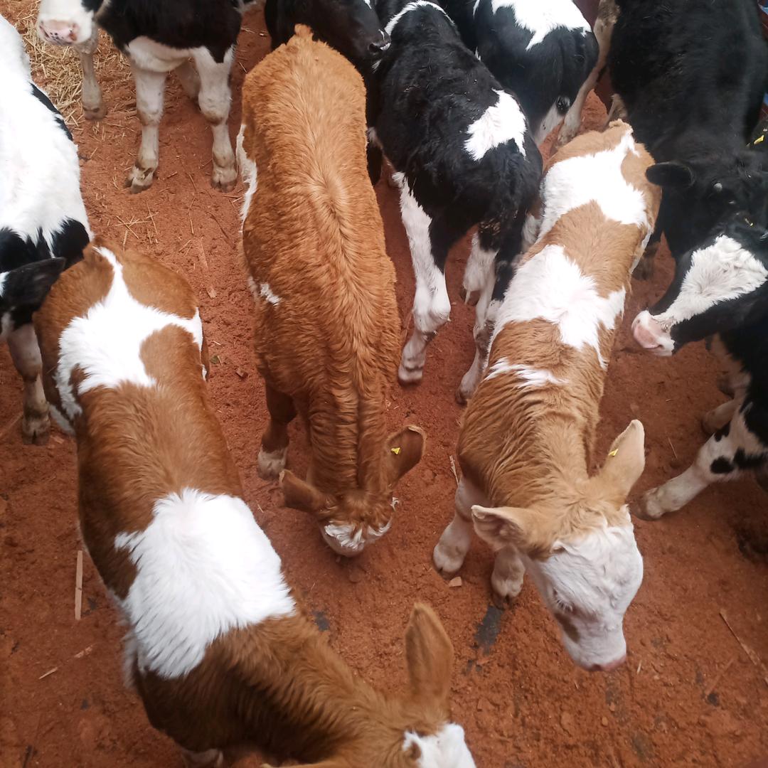 小邓收购，杂交牛，散养群牛，