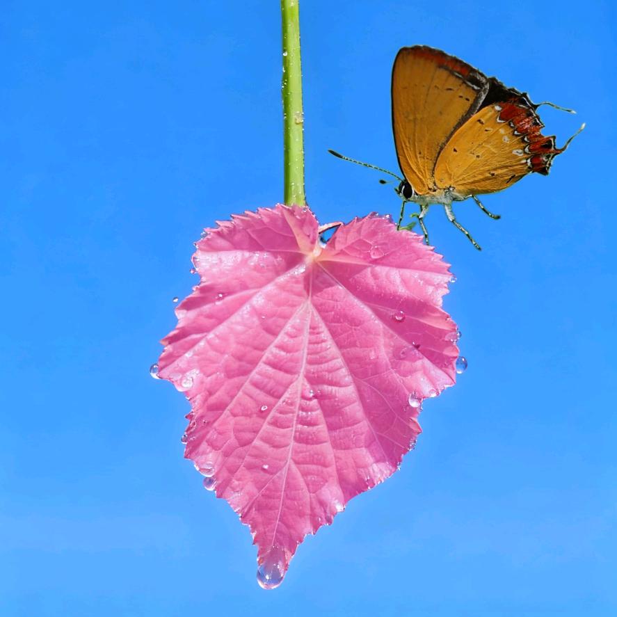 陈火打劫🍇柚