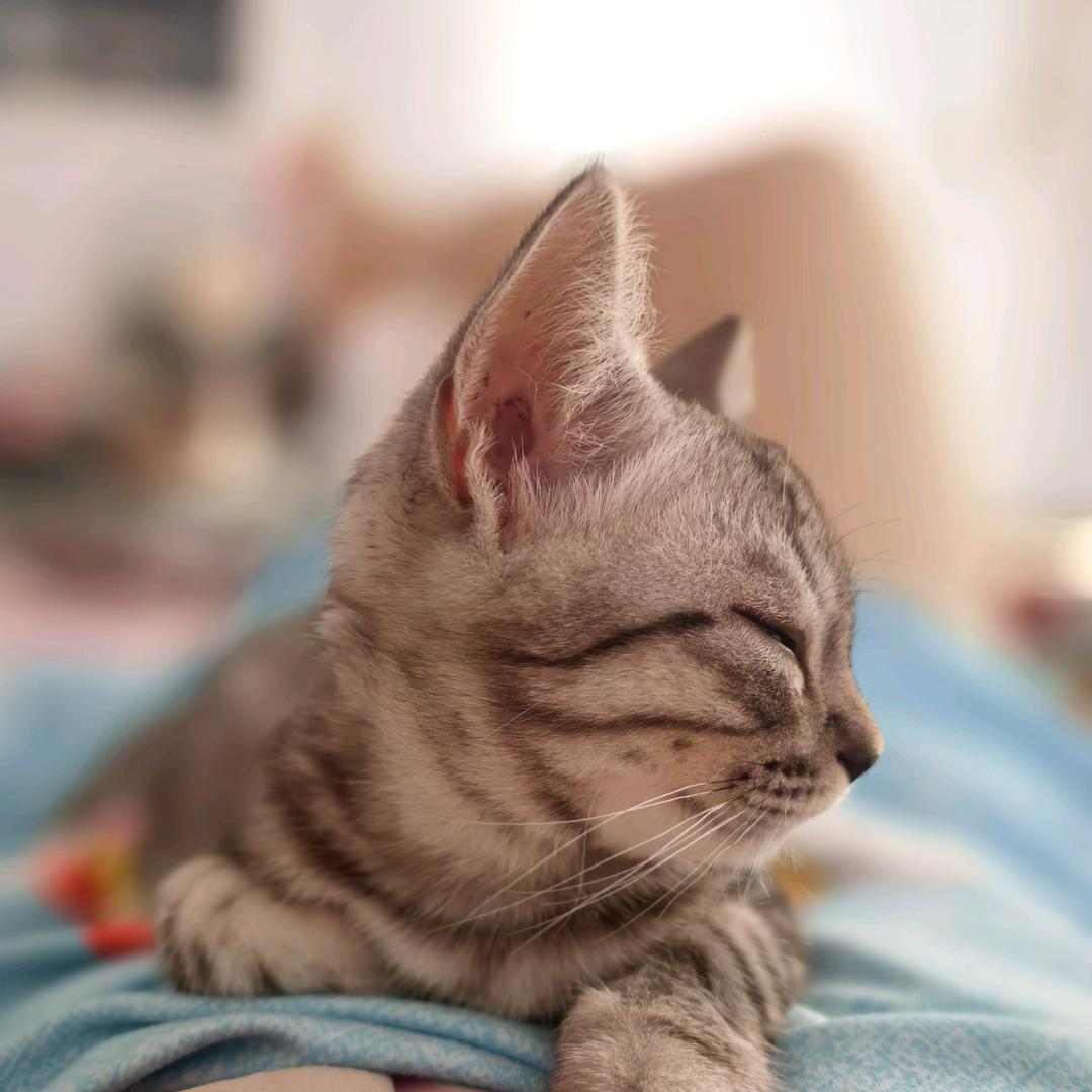 瑞希喜欢猫🐱