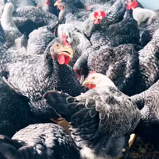 三门峡焉杵时尚优品店