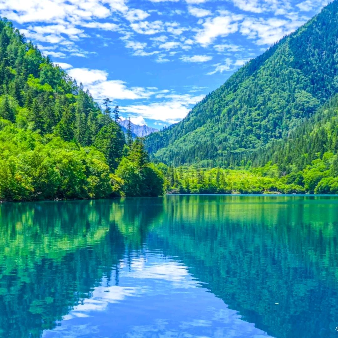 紫心