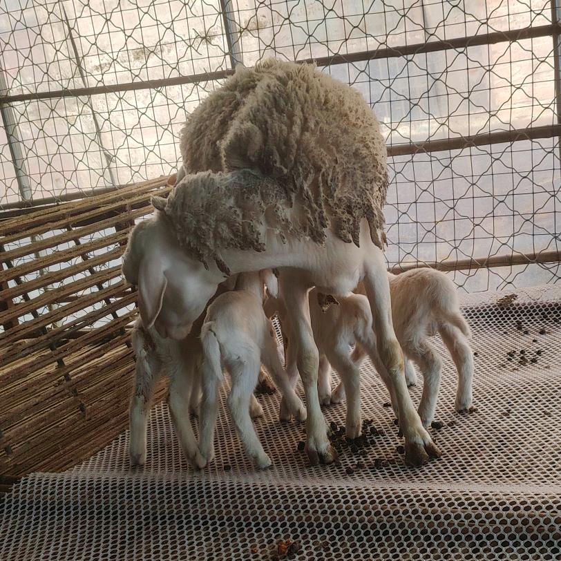 通许县大盟养殖场