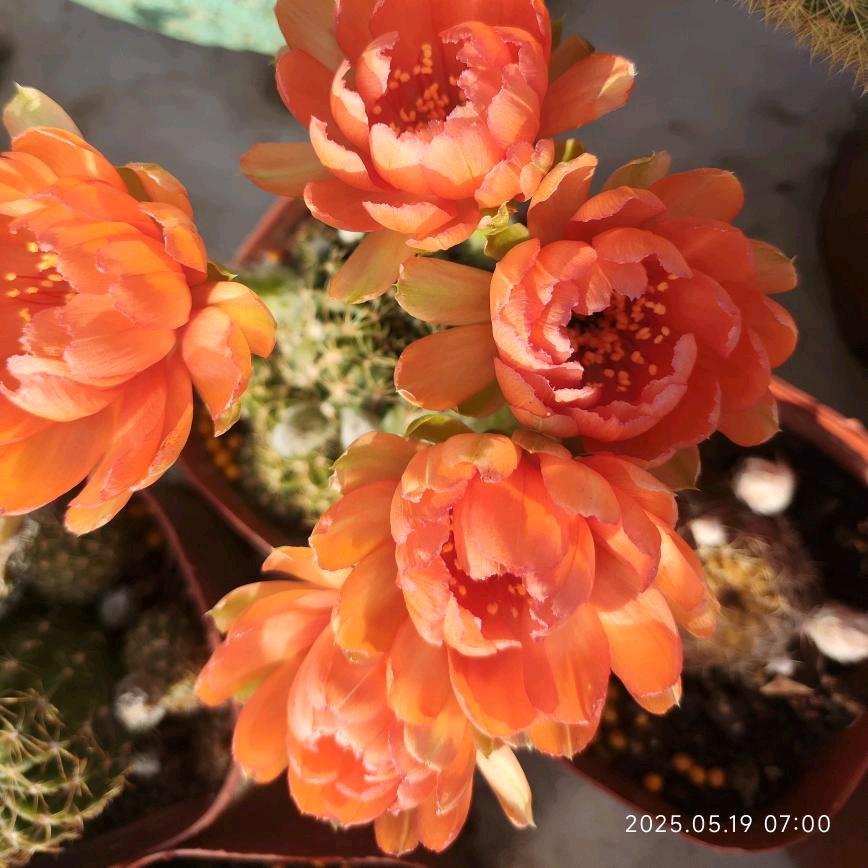 李姐的生活日记