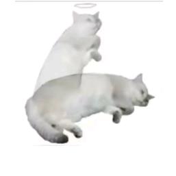 脚趾扣地八公里