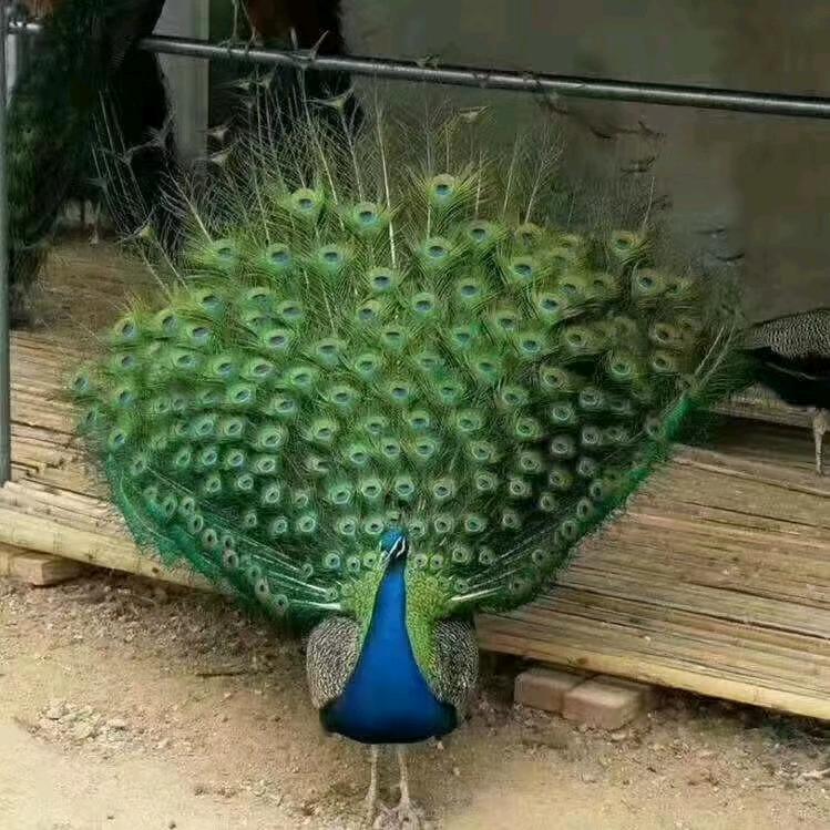 孔雀鸵鸟婆罗门鸡养殖