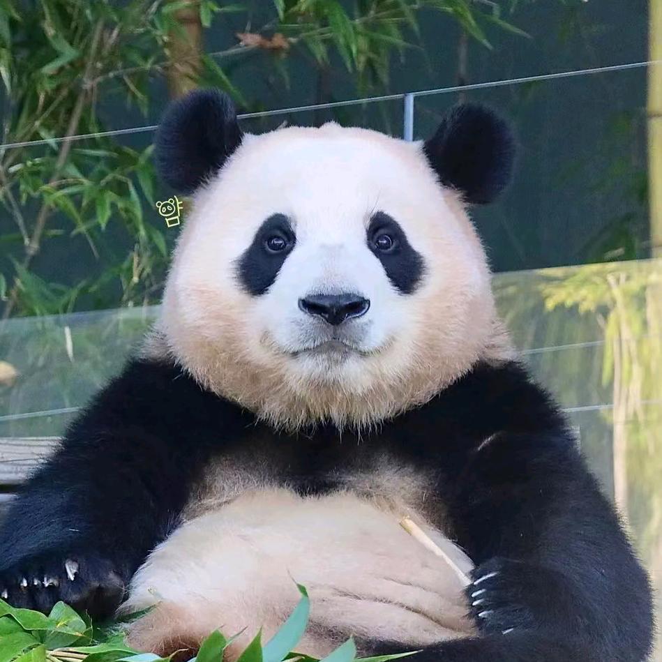 圆滚滚肉嘟嘟