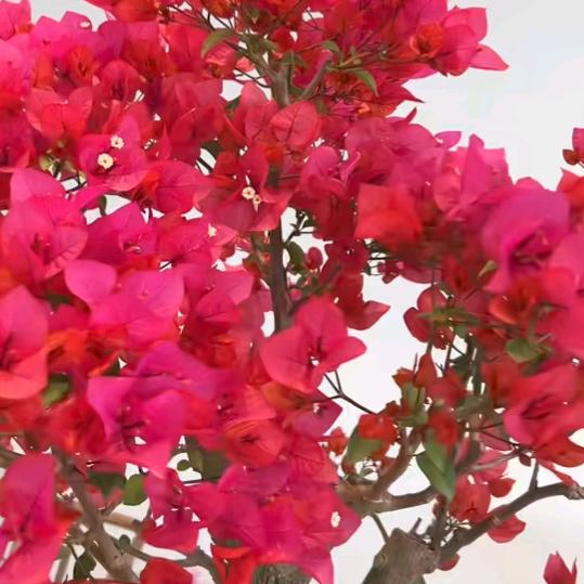 绿植花园礼品花卉优品店