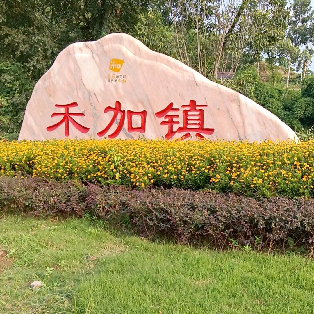 禾加哈歌