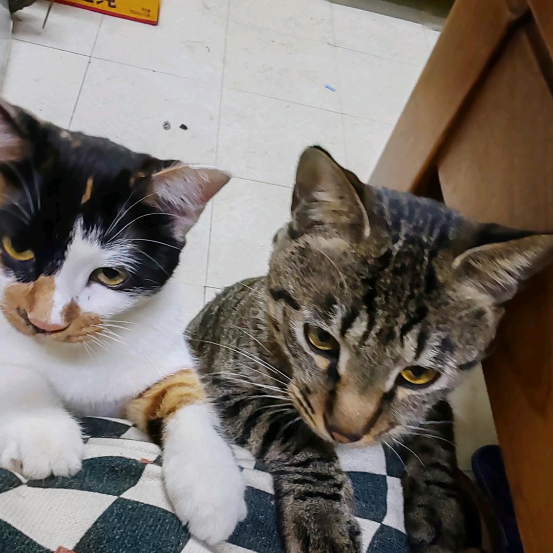 丽丽是只看摊猫