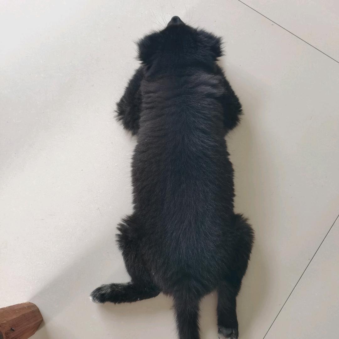 憨憨来了！