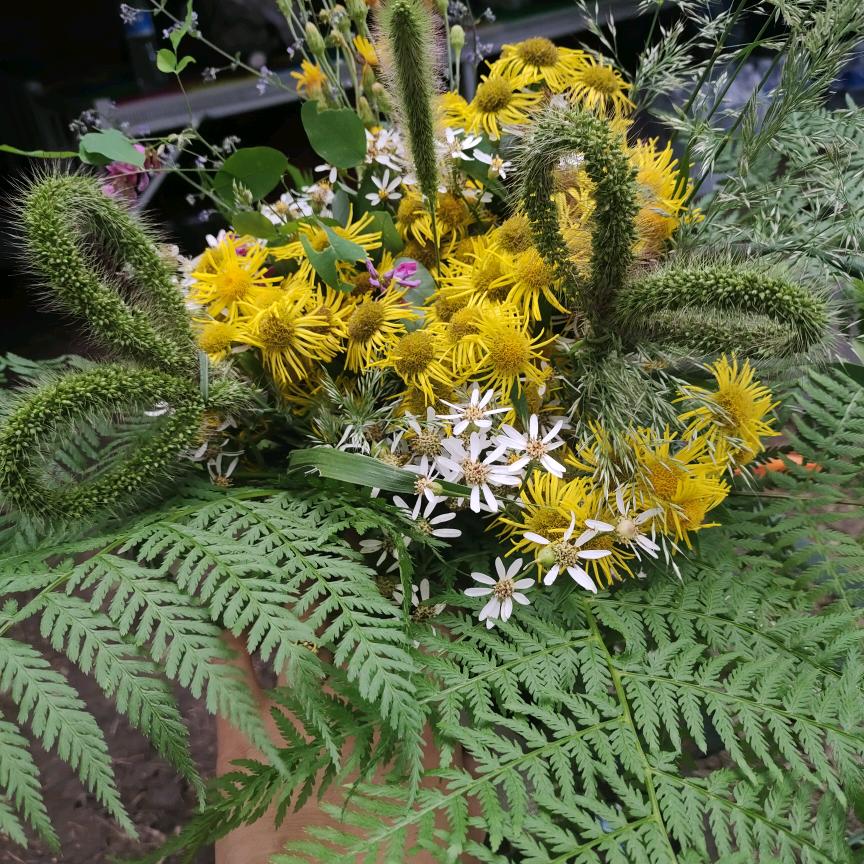 小狗尾巴草