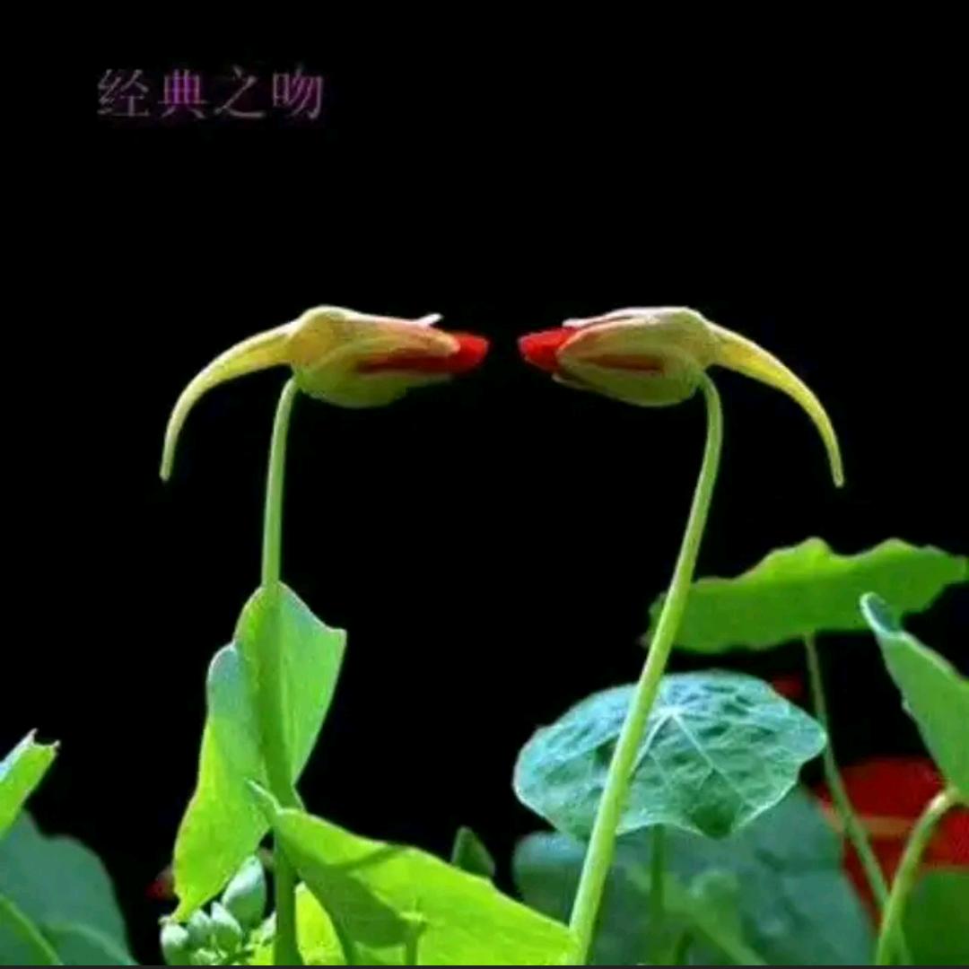 兰竹