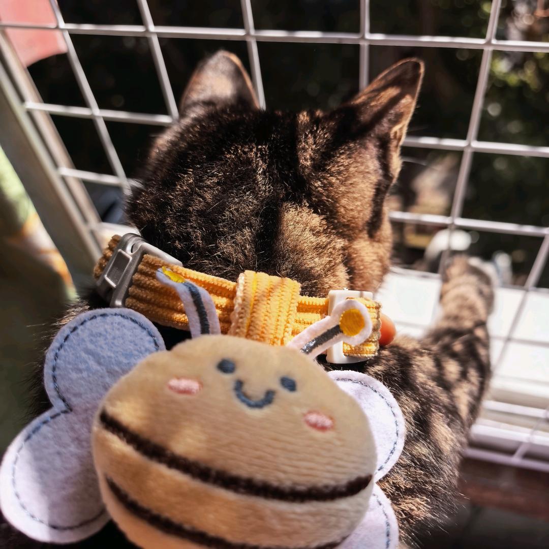 树下有只蚂蚱啊