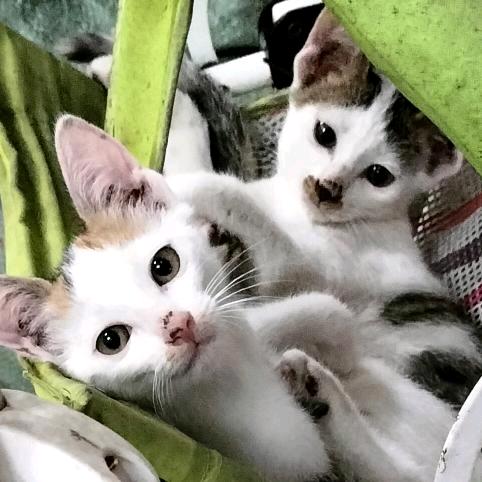 小猫咪成长记录