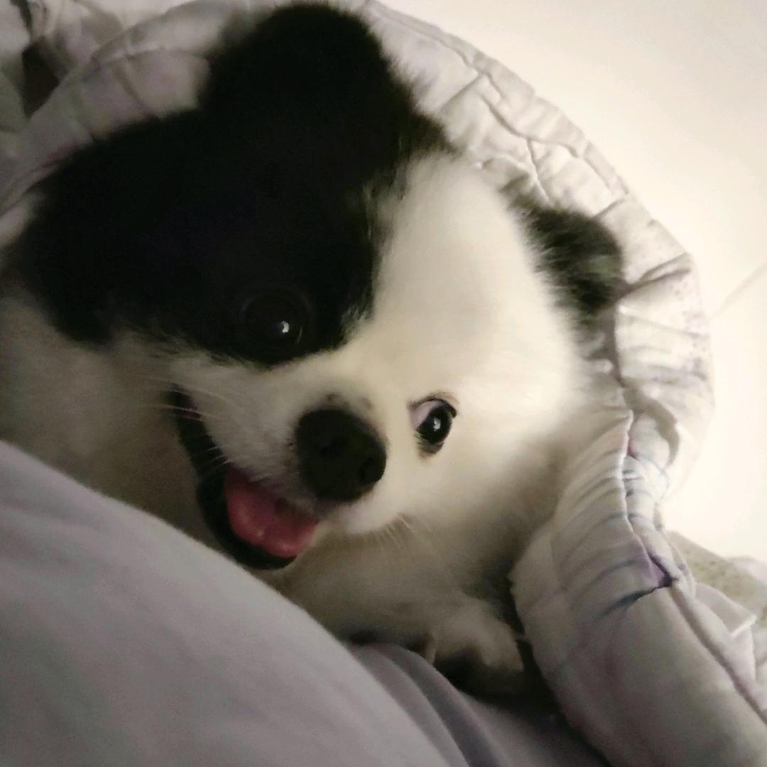 叫小Q.