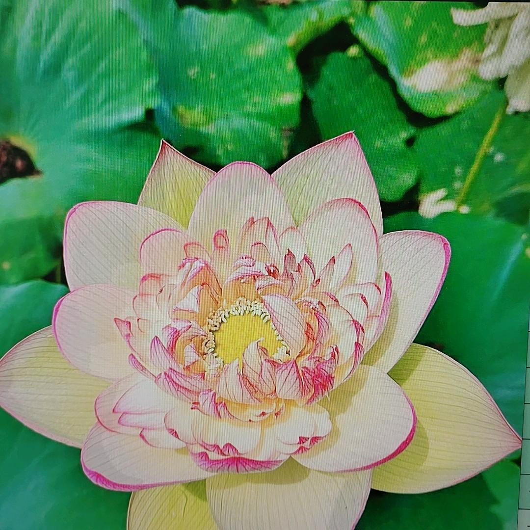 璩冰夏百货