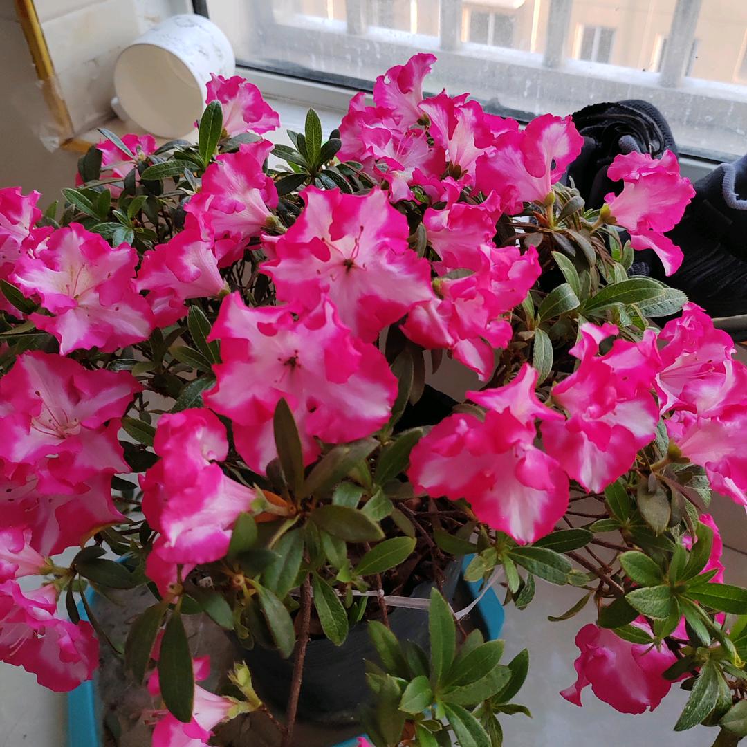 周(｡･ω･｡)ﾉ♡游世界