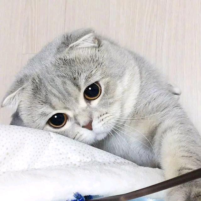 兔兔可爱不要吃