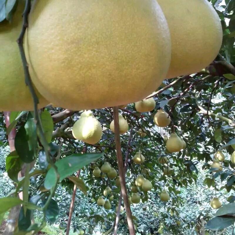 柚甜柚好吃