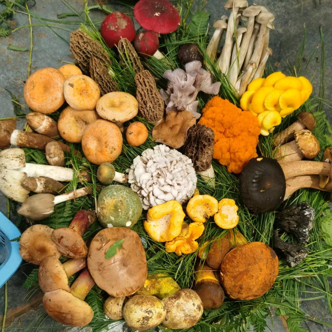 菌香缘