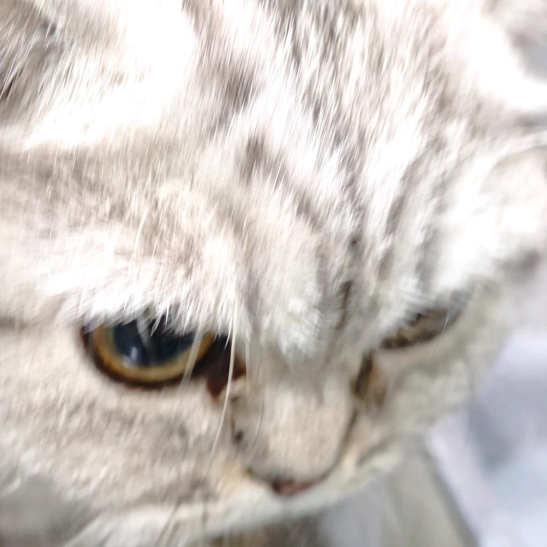莫离余