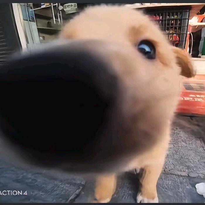 王哈哈
