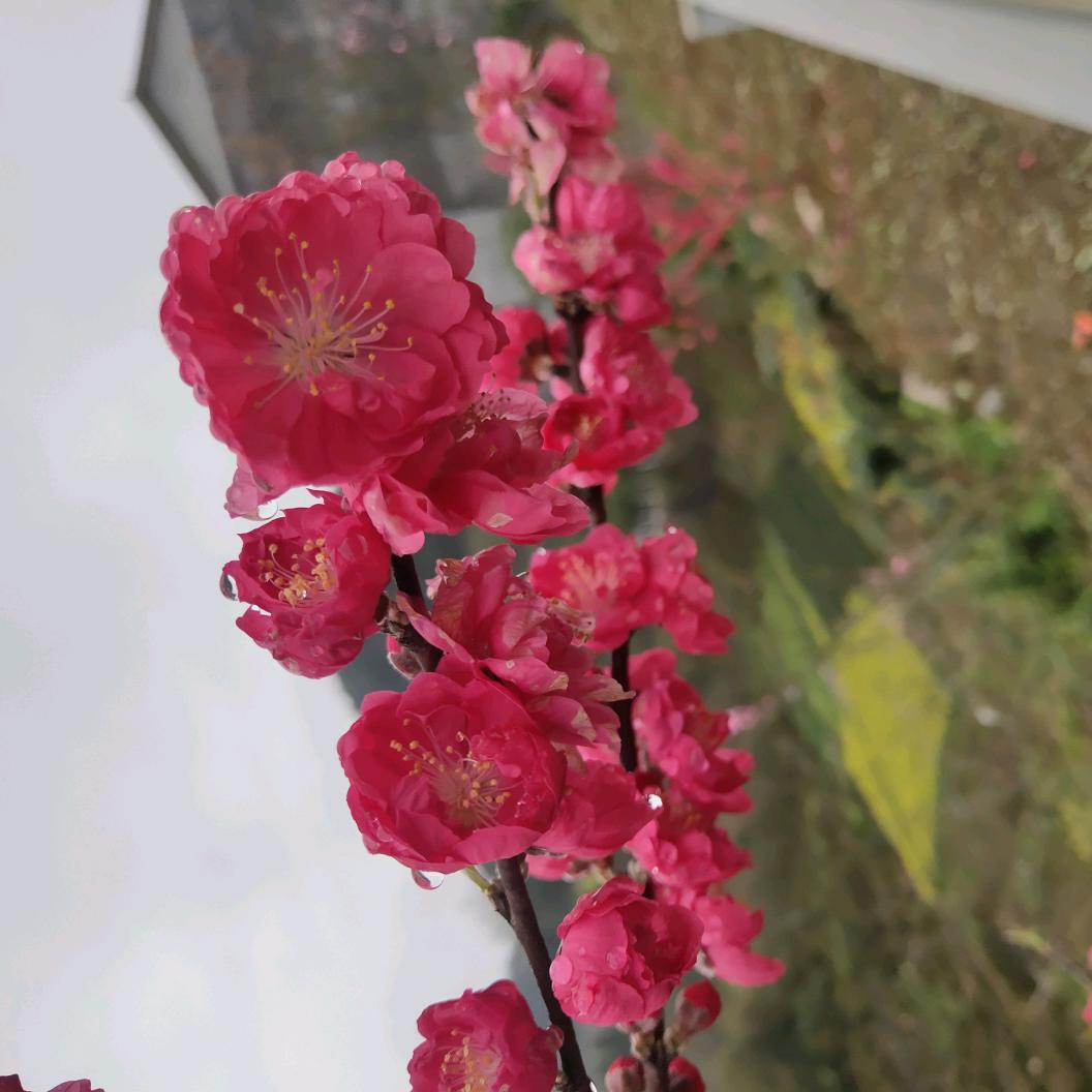 平平淡淡243776363