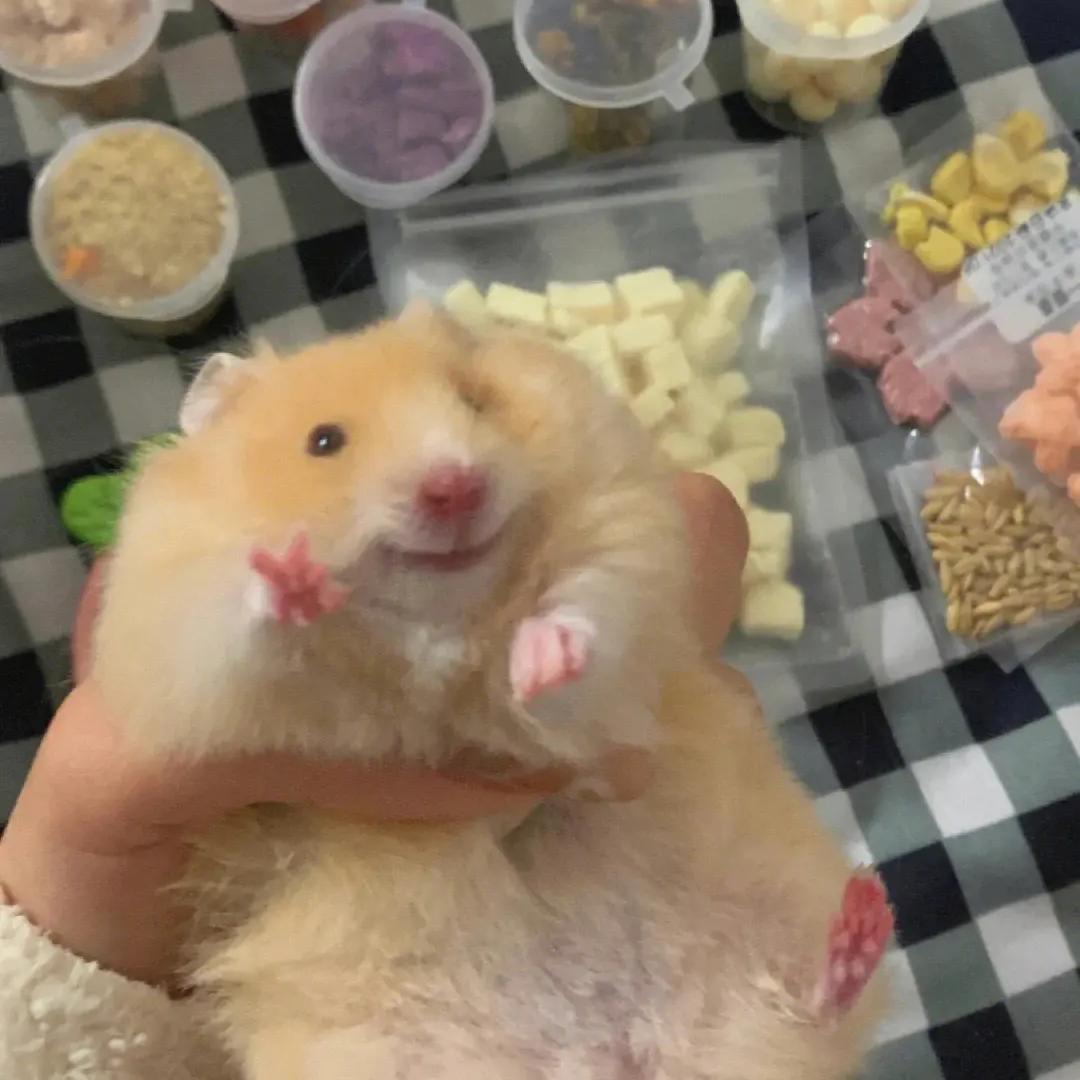 🌈彩虹鲸鱼🐾
