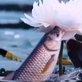 🐠🐠冷静🐟🐟🐟