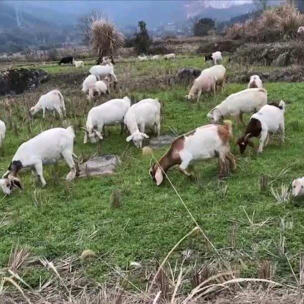 老五山羊养殖场
