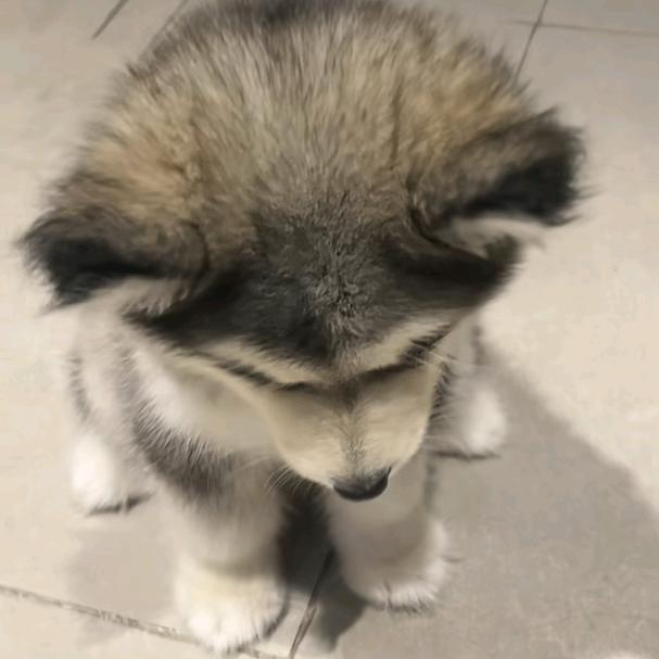 拜拜鱼