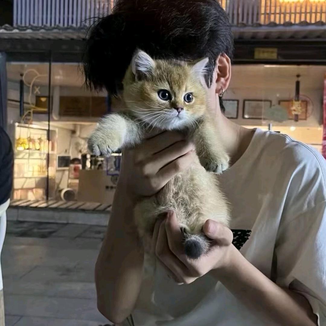 顺顺尼.