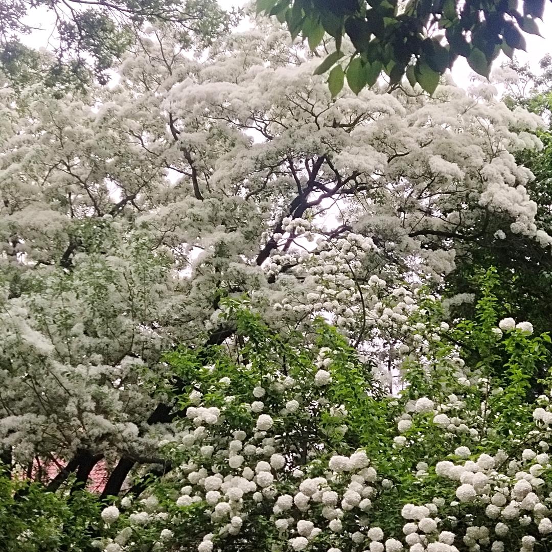 春华秋实，凤飞起舞。
