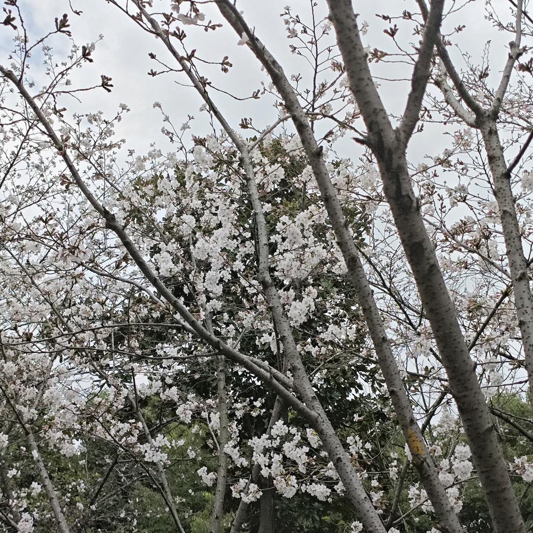 小夹子