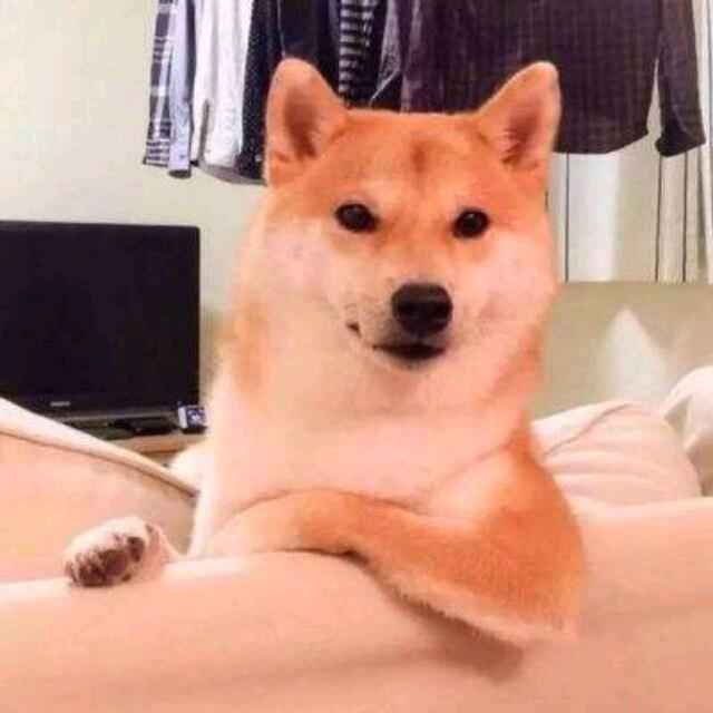 猥琐的狗狗