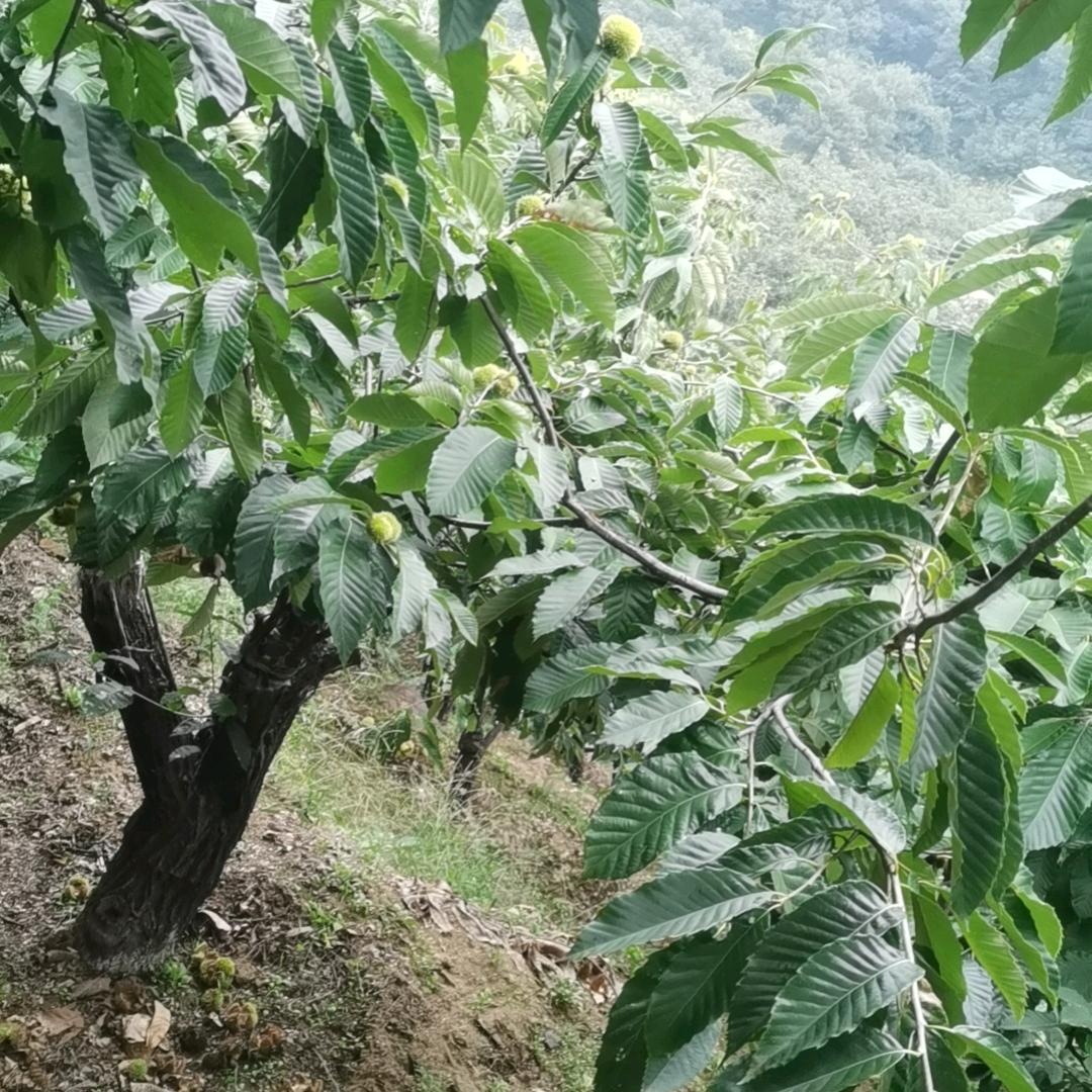 奈何康桥