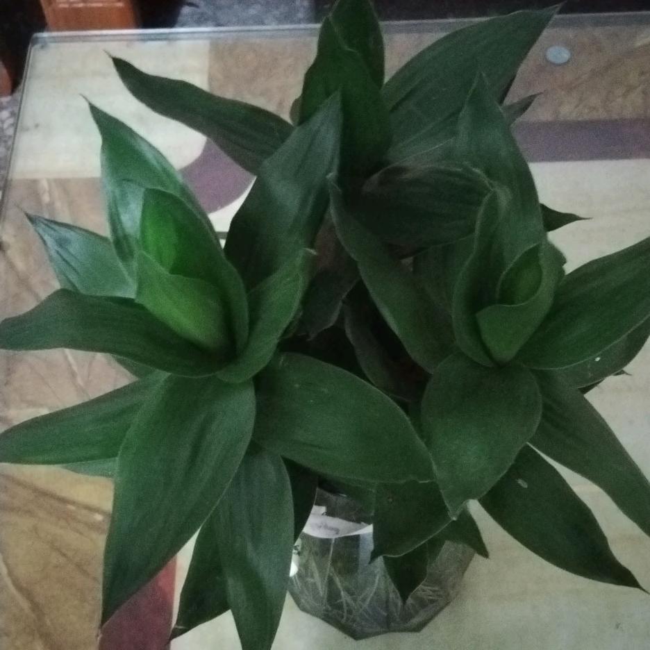 阿秀