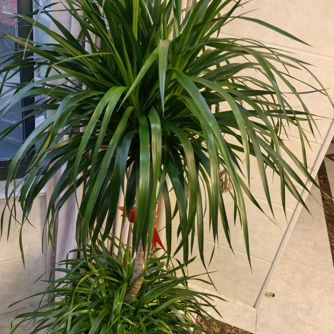 潘