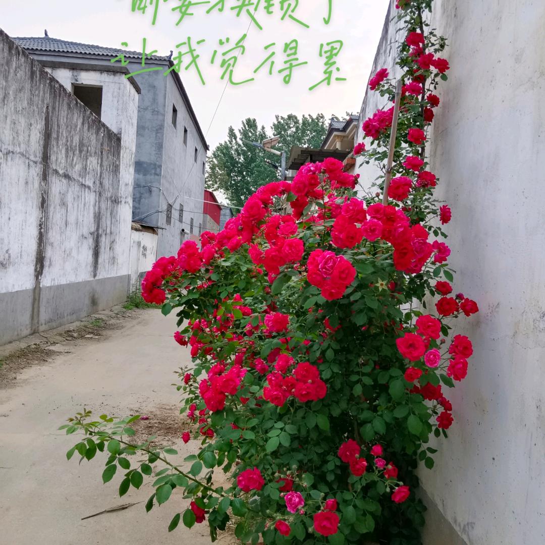 桔子姐权象