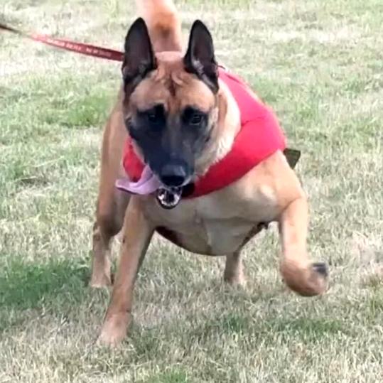 杰哥训犬