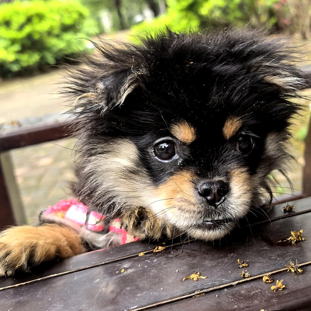 龅牙小土狗